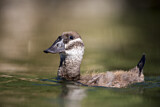 Image. White-headed Duck