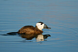 Image. White-headed Duck