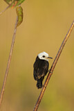 Image. White-headed Marsh Tyrant 
