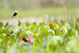 Image. White-headed Marsh Tyrant 