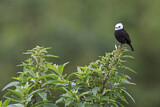 Image. White-headed Marsh Tyrant 