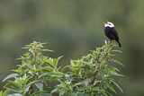 Image. White-headed Marsh Tyrant 
