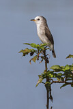 Image. White-headed Marsh Tyrant 