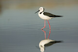 Image. White-headed Stilt