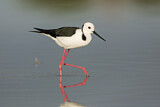 Image. White-headed Stilt