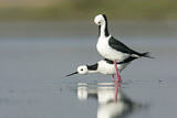Image. White-headed Stilt