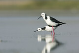 Image. White-headed Stilt