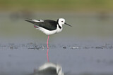Image. White-headed Stilt