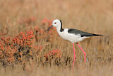 Image. White-headed Stilt