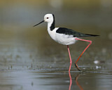 Image. White-headed Stilt