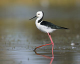 Image. White-headed Stilt