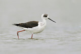 Image. White-headed Stilt