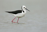 Image. White-headed Stilt