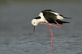 Image. White-headed Stilt