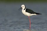 Image. White-headed Stilt