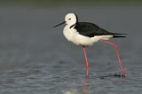Image. White-headed Stilt