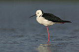 Image. White-headed Stilt