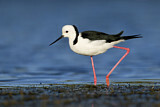 Image. White-headed Stilt