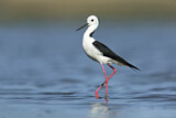 Image. White-headed Stilt