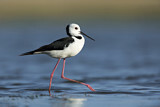 Image. White-headed Stilt
