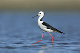 Image. White-headed Stilt