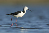Image. White-headed Stilt