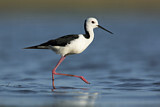 Image. White-headed Stilt