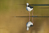 Image. White-headed Stilt