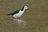 Image. White-headed Stilt