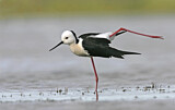 Image. White-headed Stilt