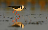Image. White-headed Stilt