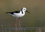 Image. White-headed Stilt