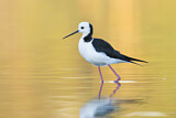 Image. White-headed Stilt