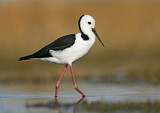 Image. White-headed Stilt
