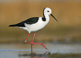 Image. White-headed Stilt