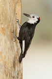 Image. White-headed Woodpecker