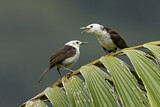 Image. White-headed Wren