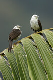 Image. White-headed Wren