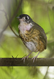 Image. White-lored Antpitta