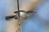 Image. White-lored Gnatcatcher