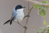 Image. White-lored Gnatcatcher