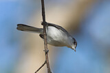 Image. White-lored Gnatcatcher