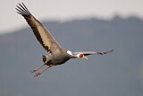 Image. White-naped Crane