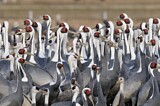Image. White-naped Crane