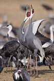 Image. White-naped Crane
