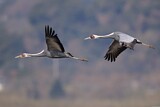 Image. White-naped Crane