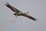 Image. White-naped Crane