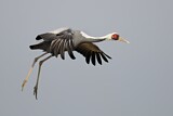 Image. White-naped Crane