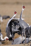 Image. White-naped Crane