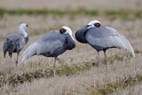 Image. White-naped Crane